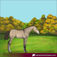 Horse Color:Buckskin Dun Sabino 