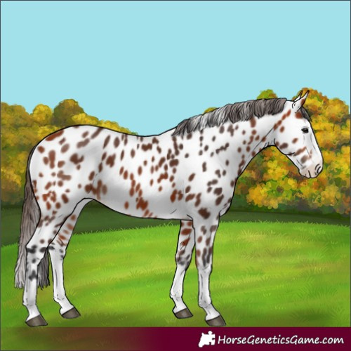 Horse Color:Bay Splash Near Leopard 
