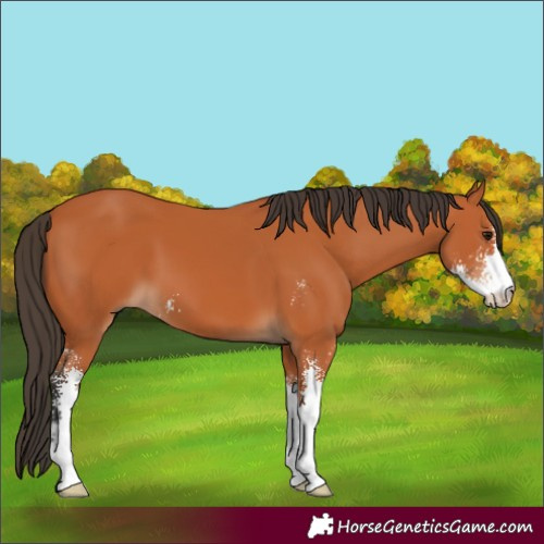 Horse Color:Bay Sabino