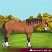 Horse Color:Unknown 