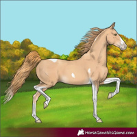 Horse Color:Gold Champagne Splash Tobiano