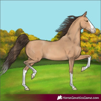 Horse Color:Amber Champagne Splash Rabicano 