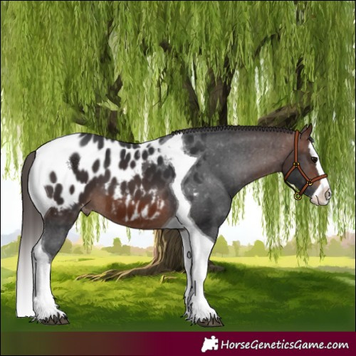 Horse Color:Brown Splash Tobiano Near Leopard