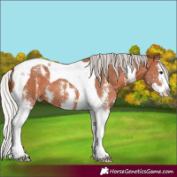 Horse Color:Silver Bay Sabino Splash Tobiano