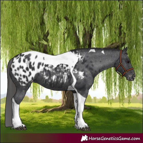 Horse Color:Black Tobiano Near Leopard 
