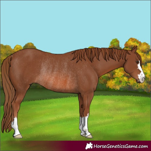 Horse Color:Chestnut Rabicano 