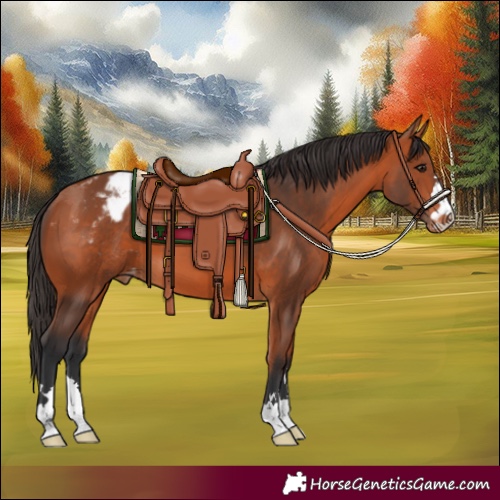 Horse Color:Bay Appaloosa 