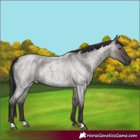 Horse Color:Smoky Grullo Roan