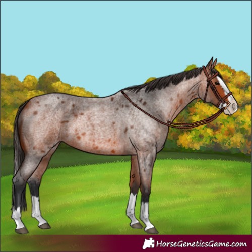 Horse Color:Bay Roan Splash