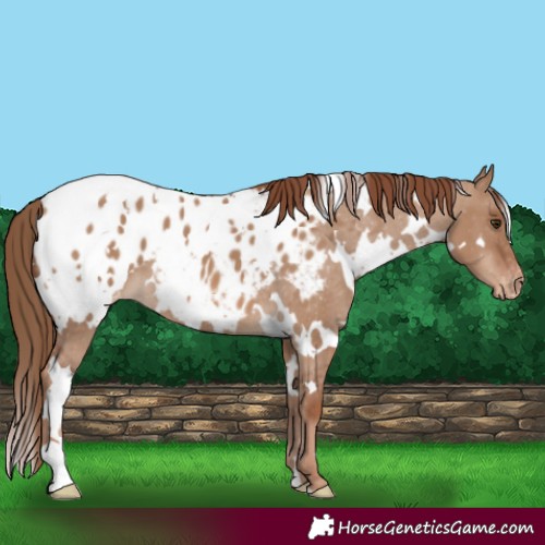 Horse Color:White Spotted Red Dun Blanket
