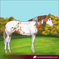 Horse Color:Chestnut Splash Tobiano Appaloosa