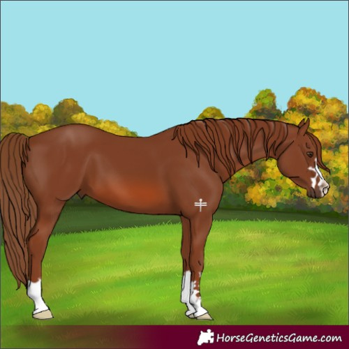 Horse Color:Chestnut 