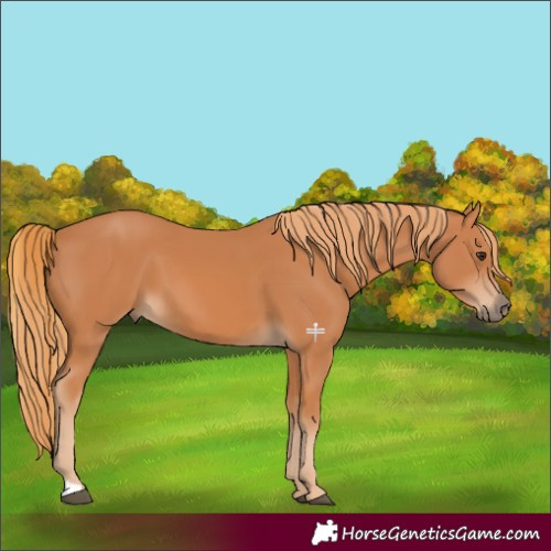 Horse Color:Chestnut 