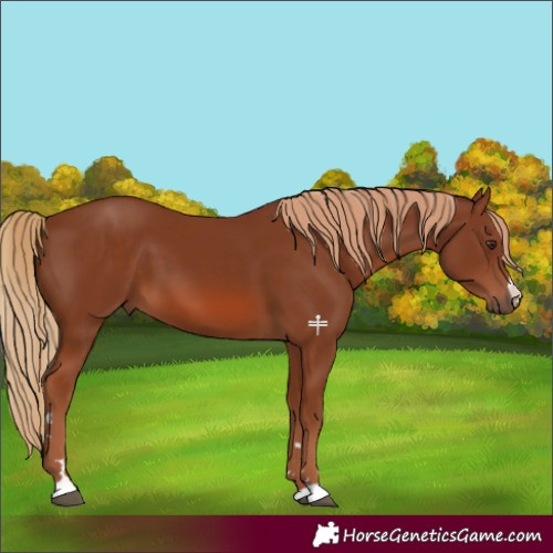 Horse Color:Chestnut 