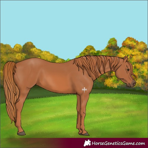 Horse Color:Chestnut 