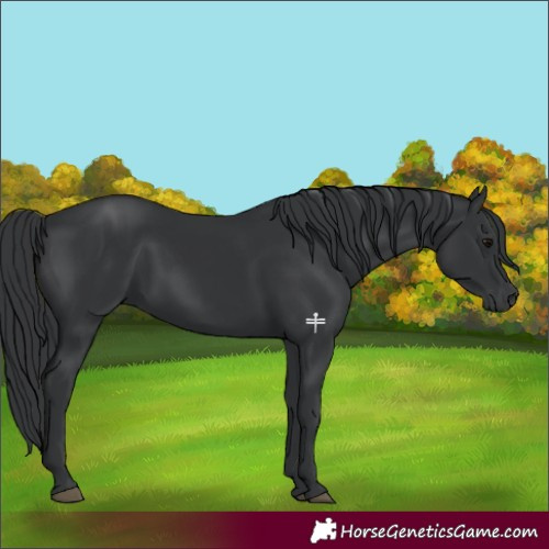 Horse Color:Black 