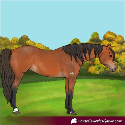 Horse Color:Bay 