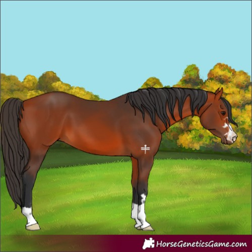Horse Color:Bay 