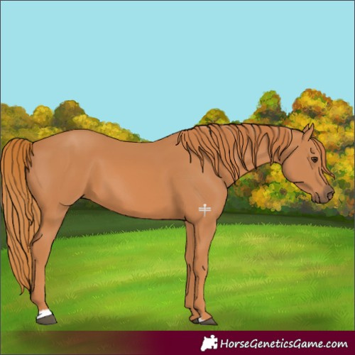 Horse Color:Chestnut 