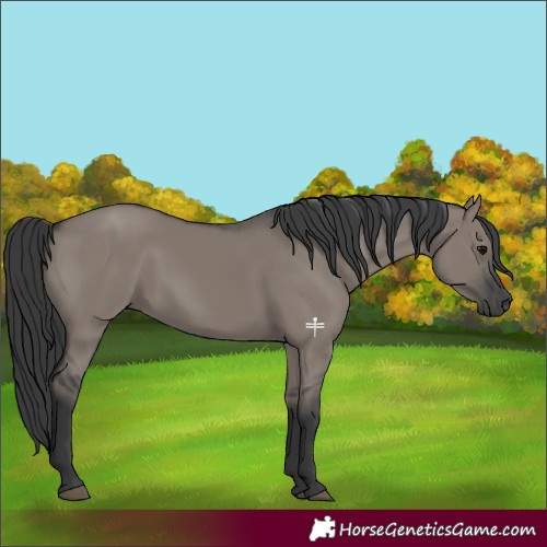 Horse Color:Grullo Rabicano 