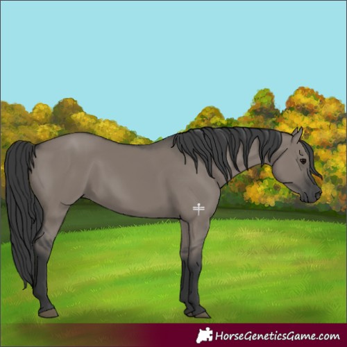Horse Color:Grullo Rabicano 