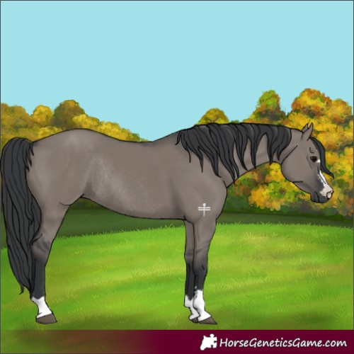 Horse Color:Grullo Rabicano 