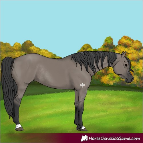 Horse Color:Grullo Rabicano 