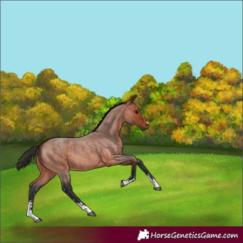 Horse Color:Bay Roan