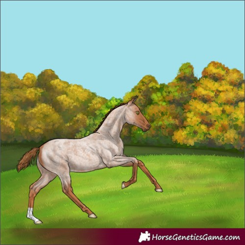 Horse Color:Red Roan 