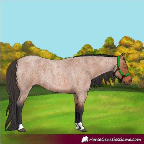 Horse Color:Bay Roan 