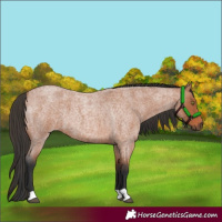 Horse Color:Bay Roan