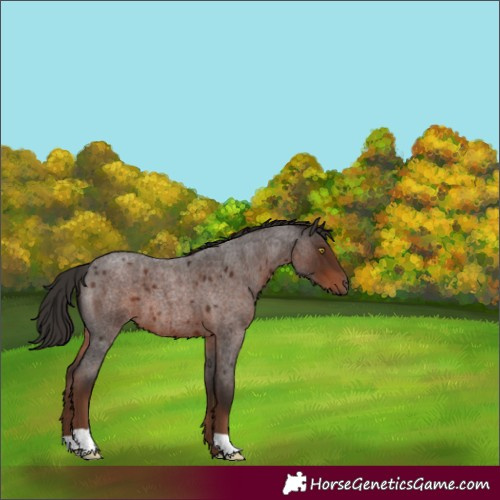 Horse Color:Liver Red Roan 