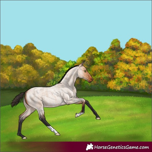 Horse Color:Bay Roan Dun