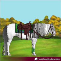 Horse Color:White Spotted Blue Roan Appaloosa 