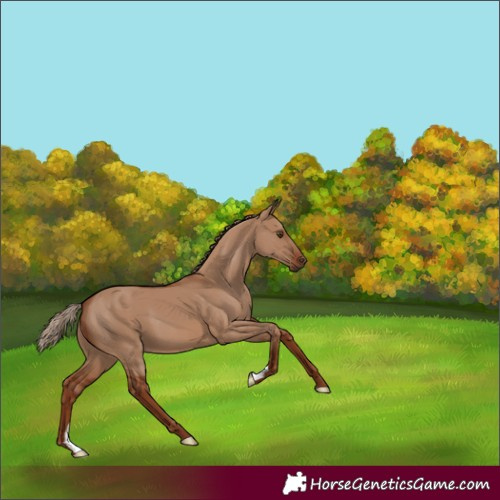 Horse Color:Red Dun 