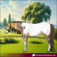 Horse Color:White Spotted Buckskin Tobiano Appaloosa