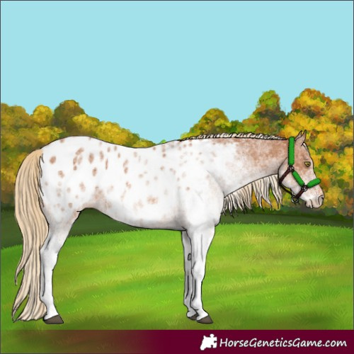 Horse Color:White Spotted Chestnut Blanket