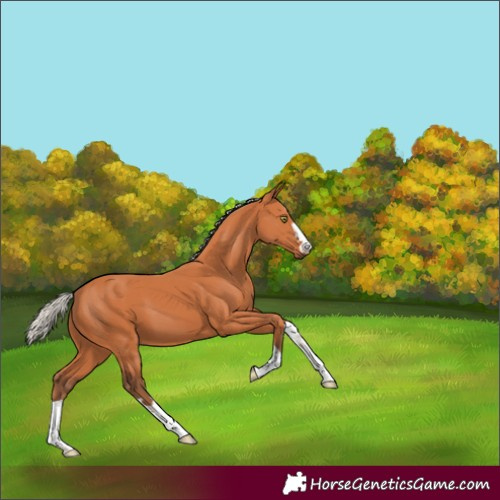 Horse Color:Silver Bay 