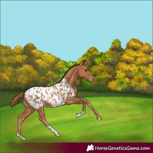Horse Color:Chestnut Blanket