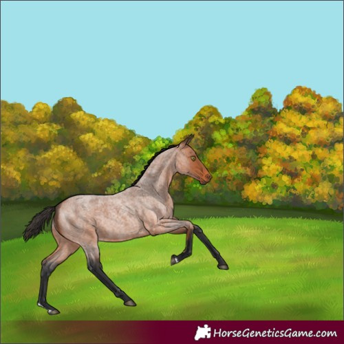 Horse Color:Bay Roan 