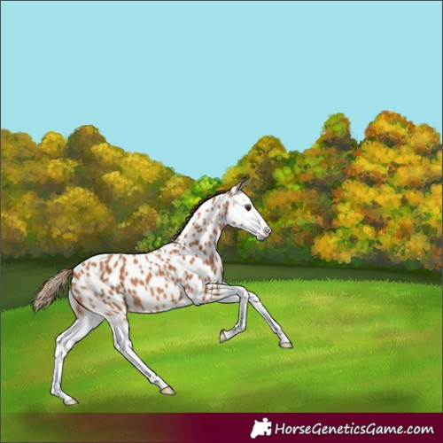 Horse Color:Chestnut Splash Appaloosa