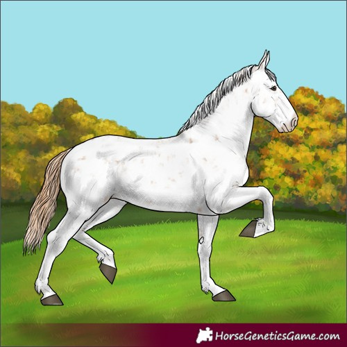 Horse Color:Chestnut Sabino