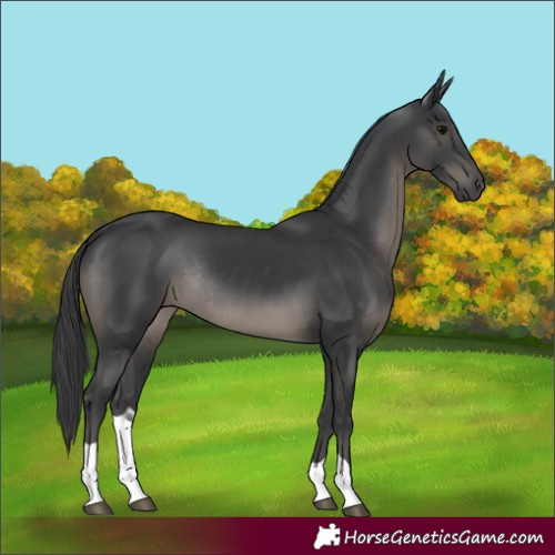 Horse Color:Black Tobiano Rabicano 