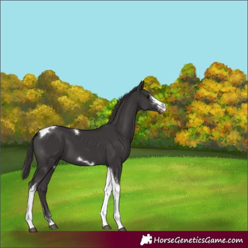 Horse Color:Smoky Black Sabino Tobiano