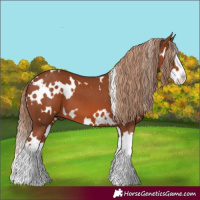 Horse Color:White Spotted Chestnut Splash 