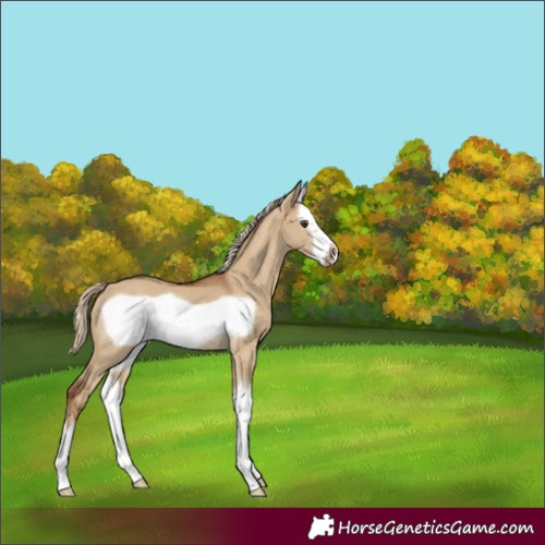 Horse Color:Chocolate Palomino Dun Splash Frame 