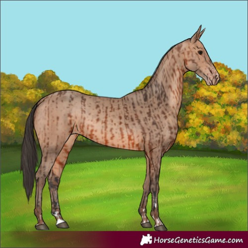 Horse Color:Bay Rabicano and Amber Champagne Rabicano