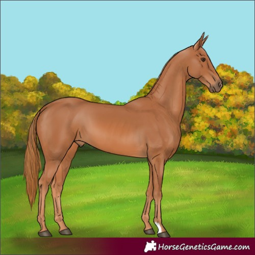 Horse Color:Chestnut 