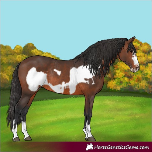 Horse Color:Brown Rabicano and Brown Frame Rabicano