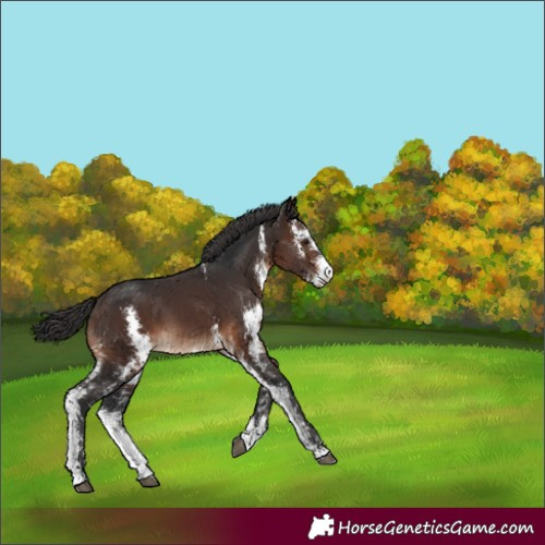 Horse Color:Brown Sabino